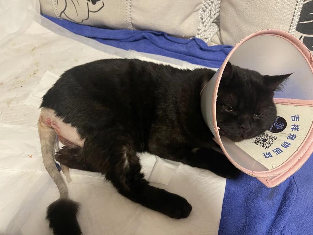 盘锦寻找猫咪，被人骗走了，屁股尾巴被剃毛了