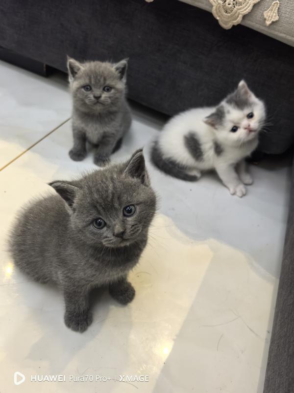 出售蓝白英短梵文，蓝猫300一只